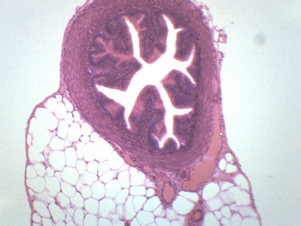 Fallopian Tube - Prepared Microscope Slide - 75x25mm