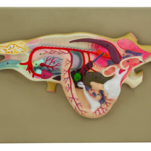 Lizard Dissection Model - Mounted on 13" x 9" Plastic Base