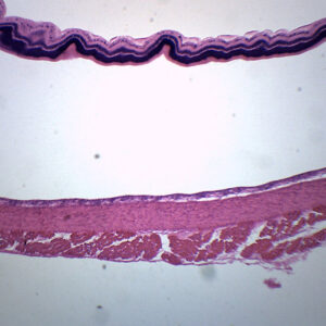 Retina Of Cat - Prepared Microscope Slide - 75x25mm
