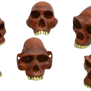 Prehistoric Skull Replicas Set of 6