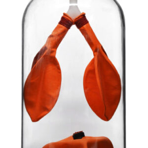 Lung Function Demonstration Model, 13 Inch - Rubber & Plastic - Shows Lung & Diaphragm Air Flow & Muscle Function - Eisco Labs