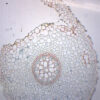 Lilium Root - Prepared Microscope Slide - 75x25mm