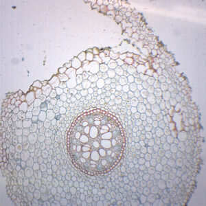 Lilium Root - Prepared Microscope Slide - 75x25mm