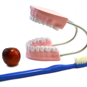 Eisco Labs Oversized Dental Care Model with 14.5" Tooth Brush