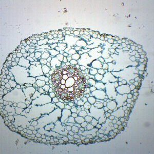 Ranunculus Root - Cross Section - Prepared Microscope Slide - 75x25mm