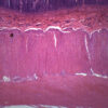 Duodenum - Prepared Microscope Slide - 75x25mm