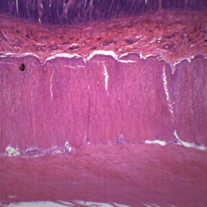Duodenum - Prepared Microscope Slide - 75x25mm