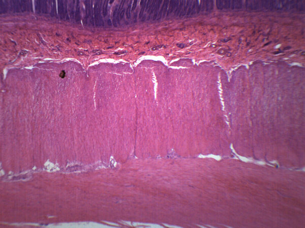 Duodenum - Prepared Microscope Slide - 75x25mm