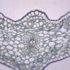 Lilium Leaf - Prepared Microscope Slide - 75x25mm