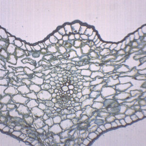 Lilium Leaf - Prepared Microscope Slide - 75x25mm