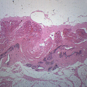 Mammary Gland Section - Prepared Microscope Slide - 75x25mm