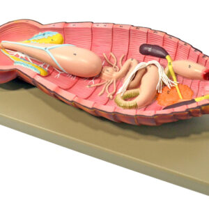 Eisco Labs Model Cockroach Dissection Showing All Internal Parts w/ English Keycard