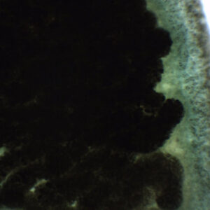 Fasciola Hepatica - Wholemount - Prepared Microscope Slide - 75x25mm