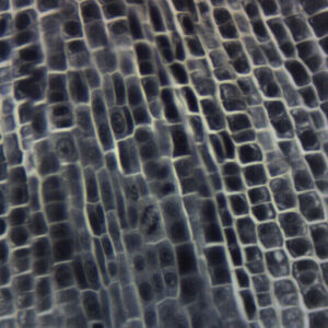 Onion Root Tip Squash - Prepared Microscope Slide - 75x25mm