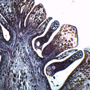 Pine Ovulate Cone - Prepared Microscope Slide - 75x25mm