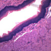 Squamous Epithelium - Prepared Microscope Slide - 75x25mm