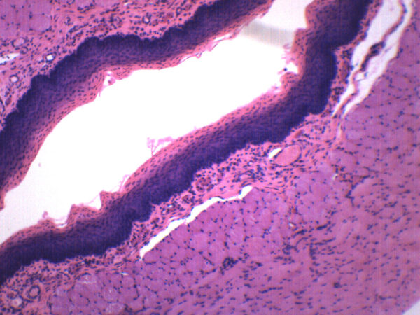 Squamous Epithelium - Prepared Microscope Slide - 75x25mm