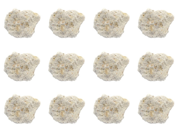 12PK Raw Volcanic Tuff, Igneous Rock Specimens - Approx. 1" - Geologist Selected & Hand Processed - Great for Science Classrooms - Class Pack - Eisco Labs