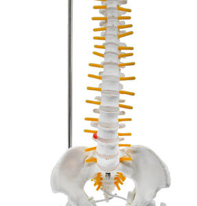 Spinal Column Model with Pelvis & Femur Detail 1/2 Natural Size