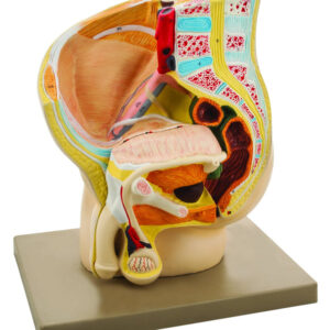 Eisco Human Male Pelvis Model 2 Parts