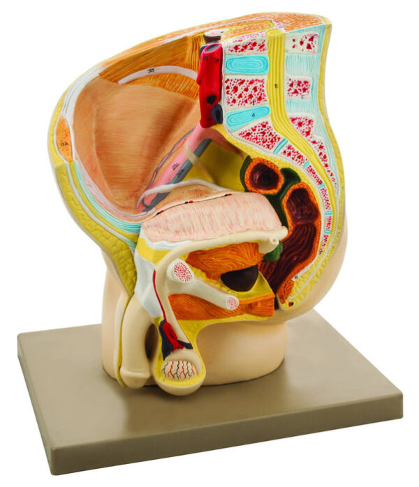 Eisco Human Male Pelvis Model 2 Parts