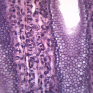 Simple Cuboidal Epithelium - Prepared Microscope Slide - 75x25mm