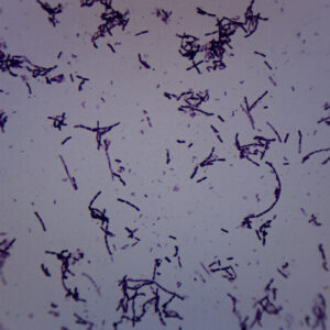 Azotobacter - Prepared Microscope Slide - 75x25mm