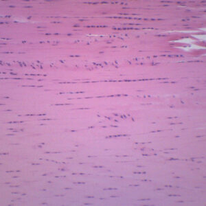 Areolar Tissue Section - Prepared Microscope Slide - 75x25mm