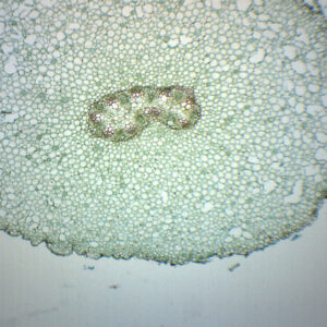 Ranunculus Young & Mature Root - Cross Section - Prepared Microscope Slide - 75x25mm