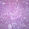 Frog Liver Section - Prepared Microscope Slide - 75x25mm