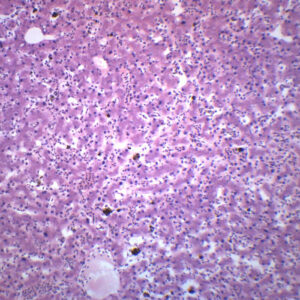 Frog Liver Section - Prepared Microscope Slide - 75x25mm