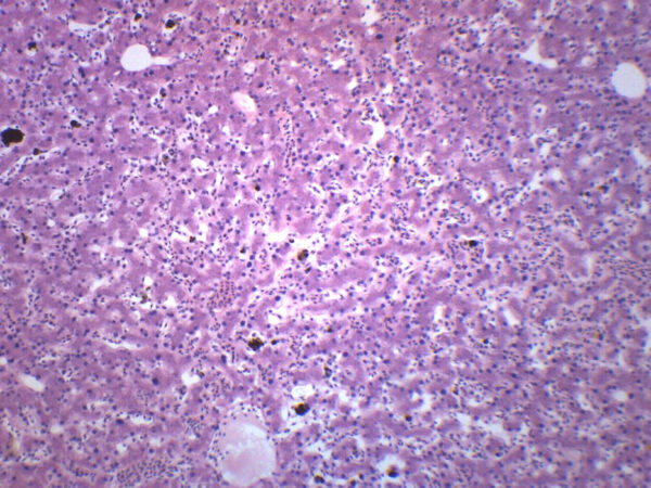 Frog Liver Section - Prepared Microscope Slide - 75x25mm