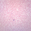 Human Blood Smear (HE Stain) - Prepared Microscope Slide - 75x25mm