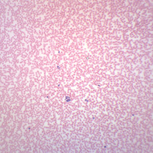 Human Blood Smear (HE Stain) - Prepared Microscope Slide - 75x25mm