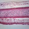 Frog Cartilage Section - Prepared Microscope Slide - 75x25mm