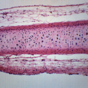 Frog Cartilage Section - Prepared Microscope Slide - 75x25mm
