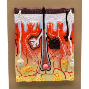 Human Skin Model, 300x Enlarged - with Hand Painted Details - Mounted on Base, 13" x 10" - Eisco Labs