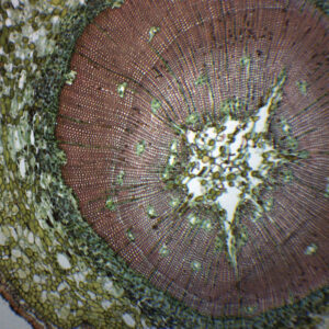 Gymnosperm & Angiosperm - Prepared Microscope Slide - 75x25mm
