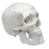 Eisco Full-Size Adult Human Skull Model with Removable Skull Cap 3 Parts