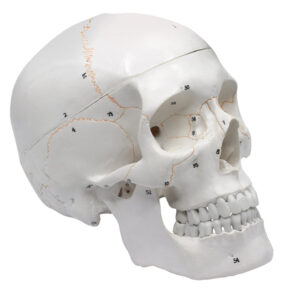 Eisco Full-Size Adult Human Skull Model with Removable Skull Cap 3 Parts