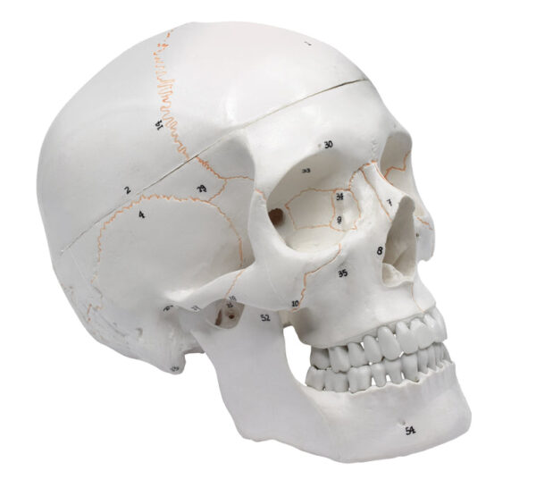 Eisco Full-Size Adult Human Skull Model with Removable Skull Cap 3 Parts