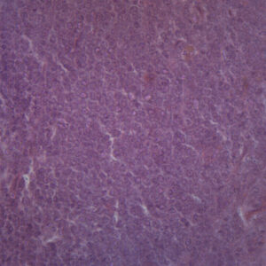 Spleen Section - Prepared Microscope Slide - 75x25mm