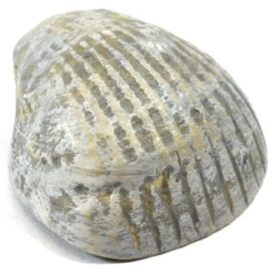3cm Paleozoic Bivalve Fossil Replica