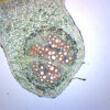 Legume Root Nodule - Prepared Microscope Slide - 75x25mm