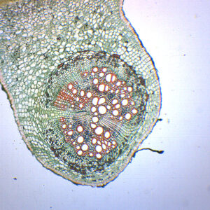 Legume Root Nodule - Prepared Microscope Slide - 75x25mm