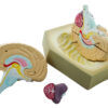 Eisco Human Brain Model 4 Parts