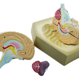Eisco Human Brain Model 4 Parts