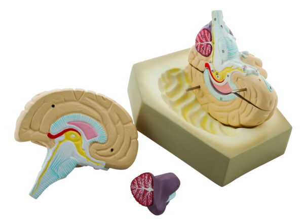 Eisco Human Brain Model 4 Parts