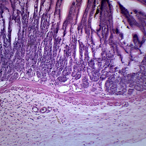 Frog Stomach Section - Prepared Microscope Slide - 75x25mm