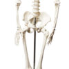 Human Skeleton Model, Half Size - Articulated Mandible - Rod Mounted - Incredible Detail for Anatomical Study - Eisco Labs